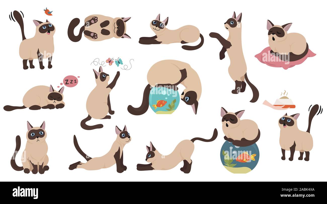 Cartoon cat characters collection. Different cat`s poses, yoga and emotions set. Flat color simple style design. Siamese colorpoint cats. Vector illus Stock Vector